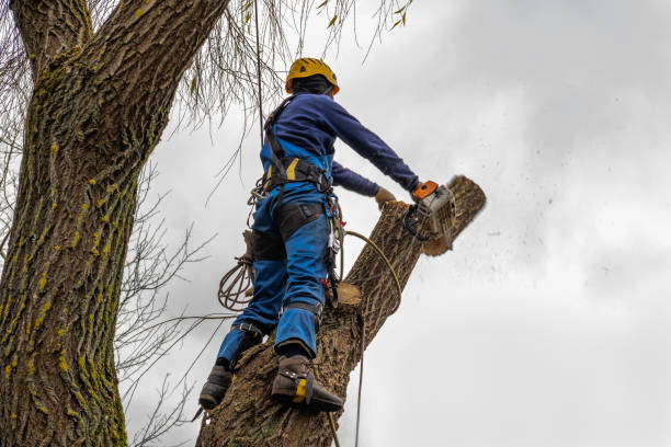 Best Tree Mulching  in Two Harbors, MN