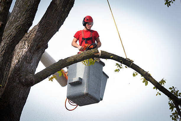 Best Tree Maintenance Programs  in Two Harbors, MN