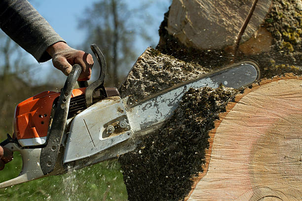 Best Storm Damage Tree Cleanup  in Two Harbors, MN